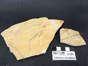 Dendrites d’oxydes de manganèse sur un calcaire micritique Dendrites d’oxydes de manganèse sur un calcaire micritique Jura  Cerin Carrière de Cerin