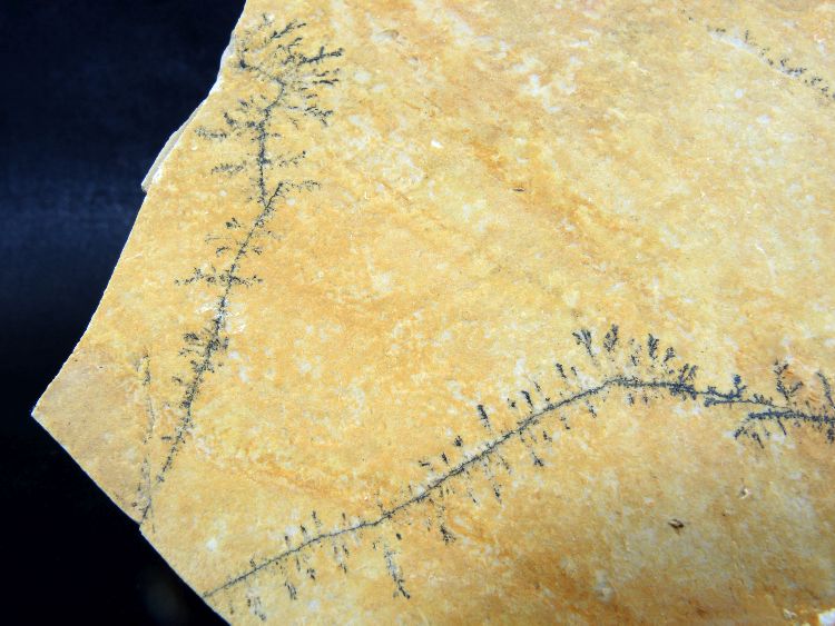 Dendrites d’oxydes de manganèse sur un calcaire micritique Dendrites d’oxydes de manganèse sur un calcaire micritique Jura  Cerin Carrière de Cerin
