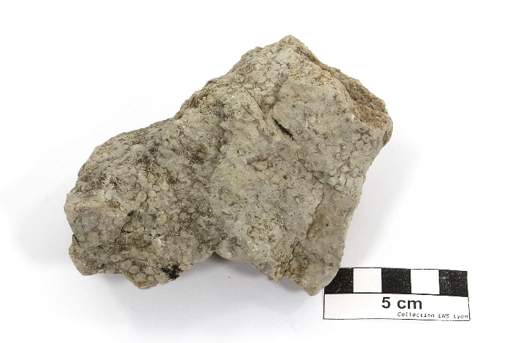 Pisolithe Calcaire pisolithique Jura