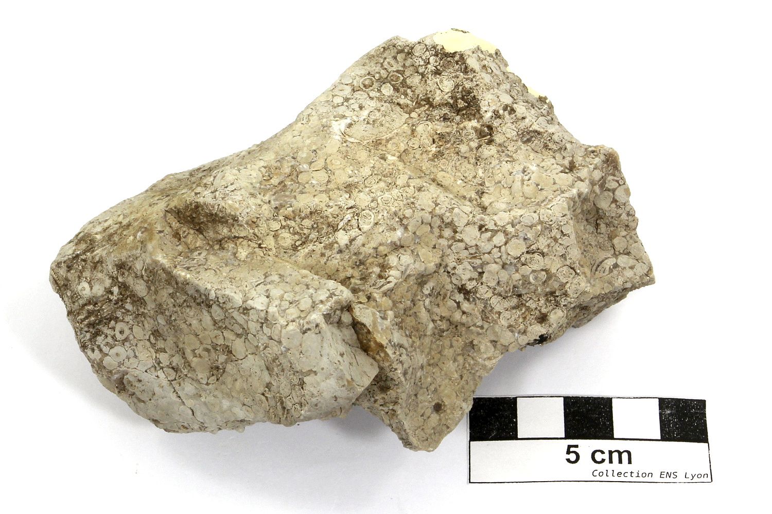 Pisolithe Calcaire pisolithique Jura   