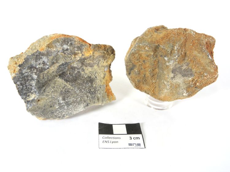 Favosites Favosites Massif armoricain  Viré-en-Champagne Ancienne carrière de l’Aubaudière