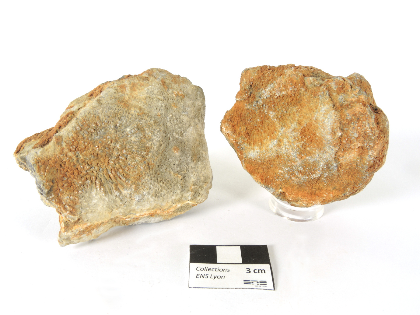 Favosites Favosites Massif armoricain  Viré-en-Champagne Ancienne carrière de l’Aubaudière