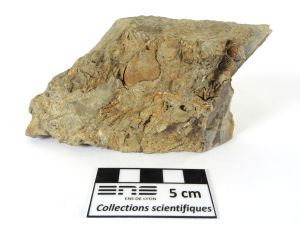 Calcaire marneux à brachiopodes Calcaire marneux à brachiopodes Massif armoricain  Laval 