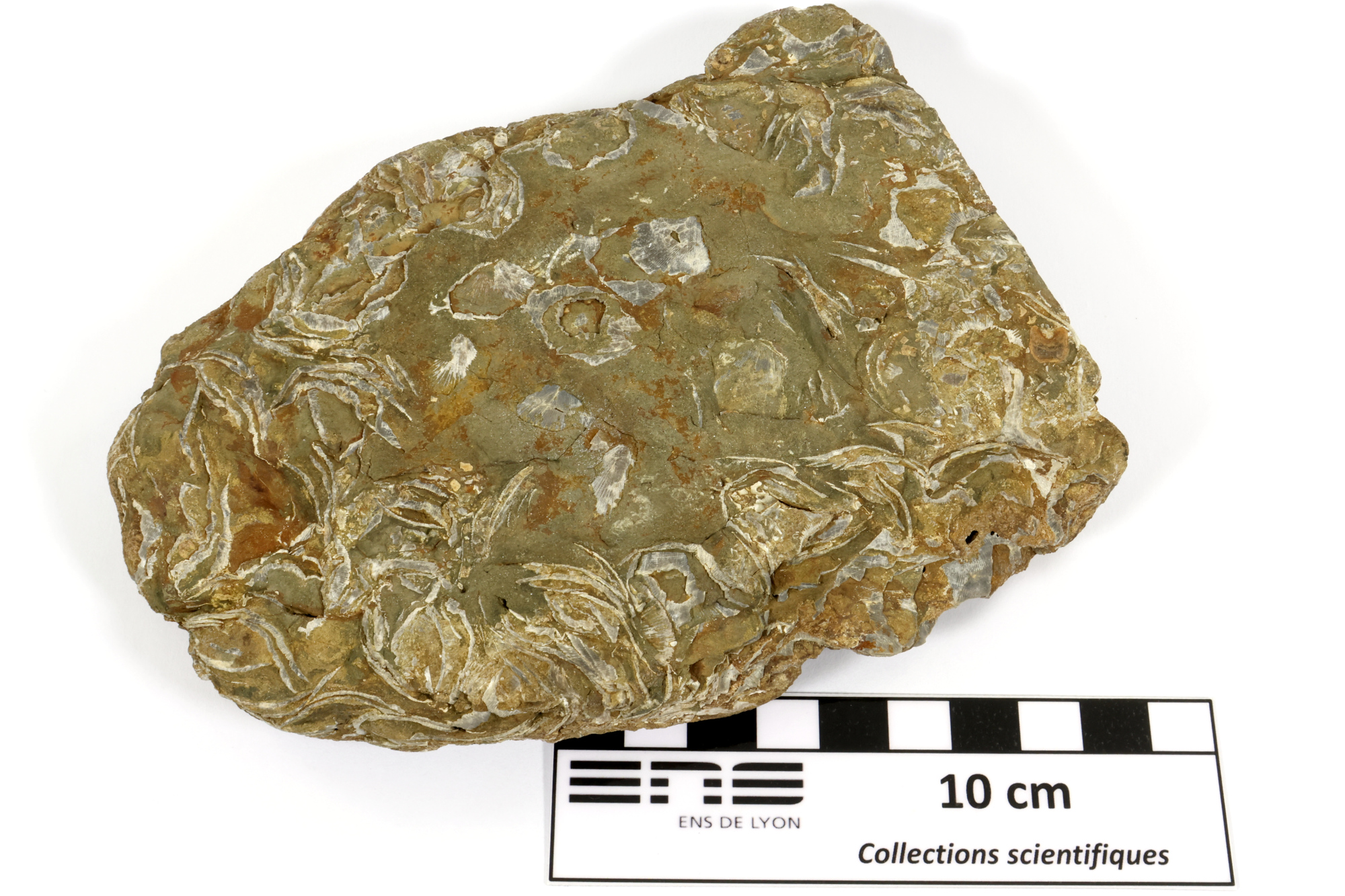 Pélite micacée à coquilles de brachiopodes Pélite micacée à coquilles de brachiopodes Massif armoricain  Hattainville 