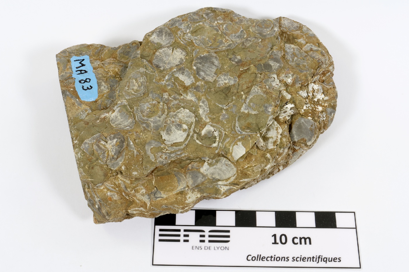 Pélite micacée à coquilles de brachiopodes Pélite micacée à coquilles de brachiopodes Massif armoricain  Hattainville 