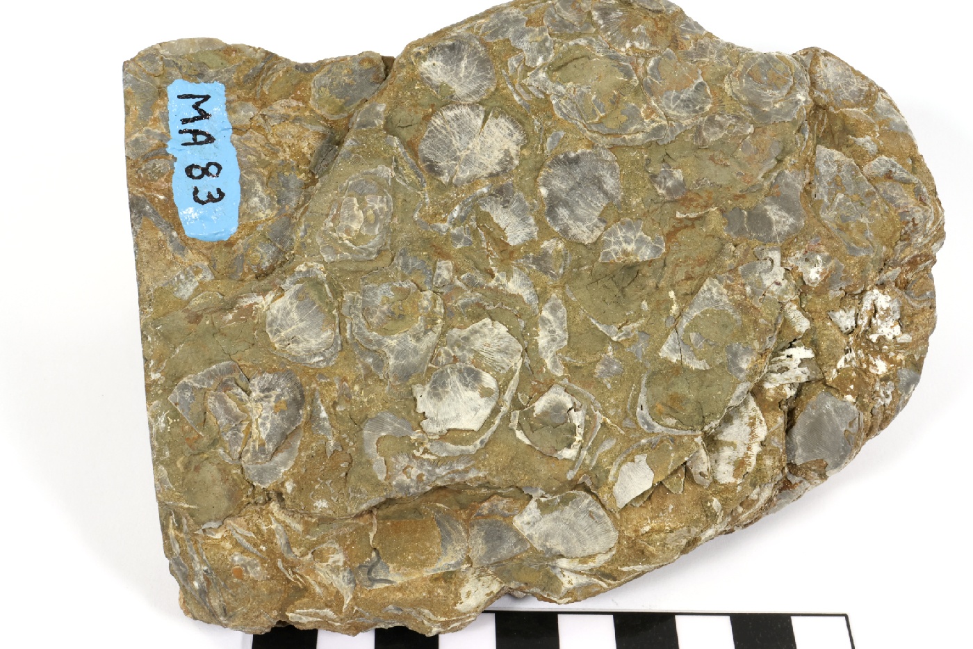 Pélite micacée à coquilles de brachiopodes Pélite micacée à coquilles de brachiopodes Massif armoricain  Hattainville 