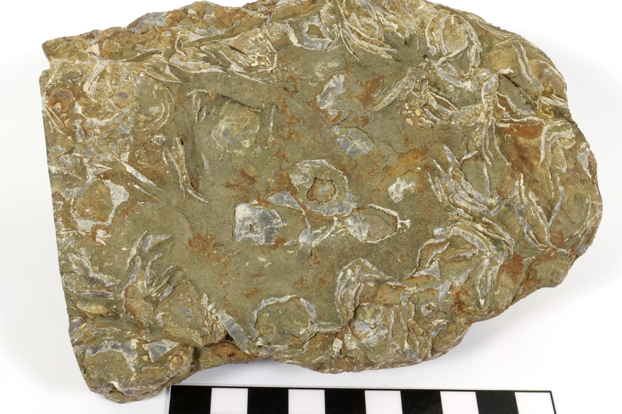 Pélite micacée à coquilles de brachiopodes Pélite micacée à coquilles de brachiopodes Massif armoricain  Hattainville 