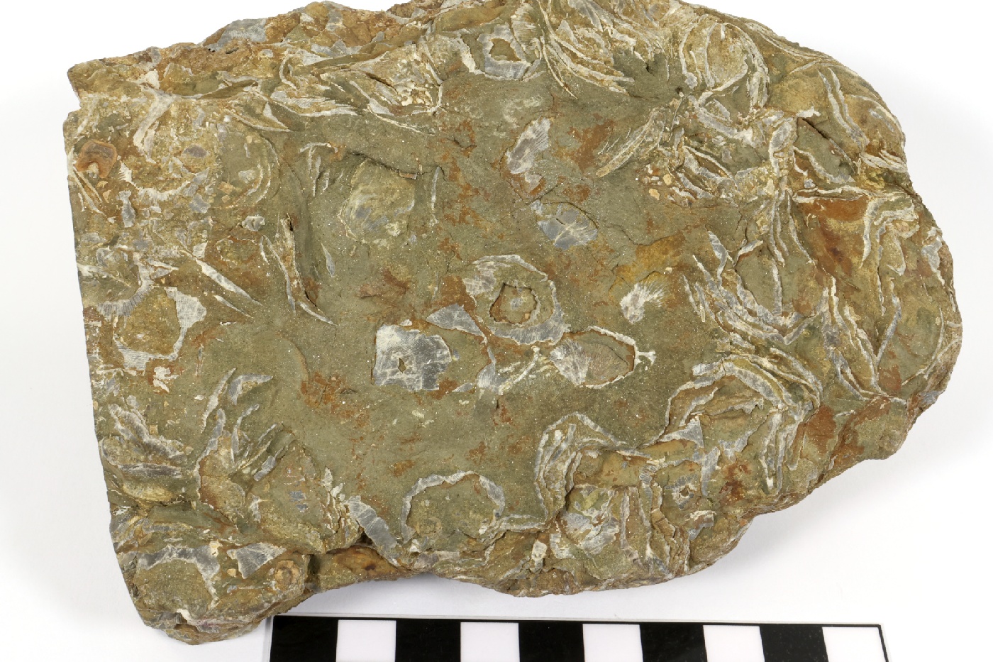 Pélite micacée à coquilles de brachiopodes Pélite micacée à coquilles de brachiopodes Massif armoricain  Hattainville 