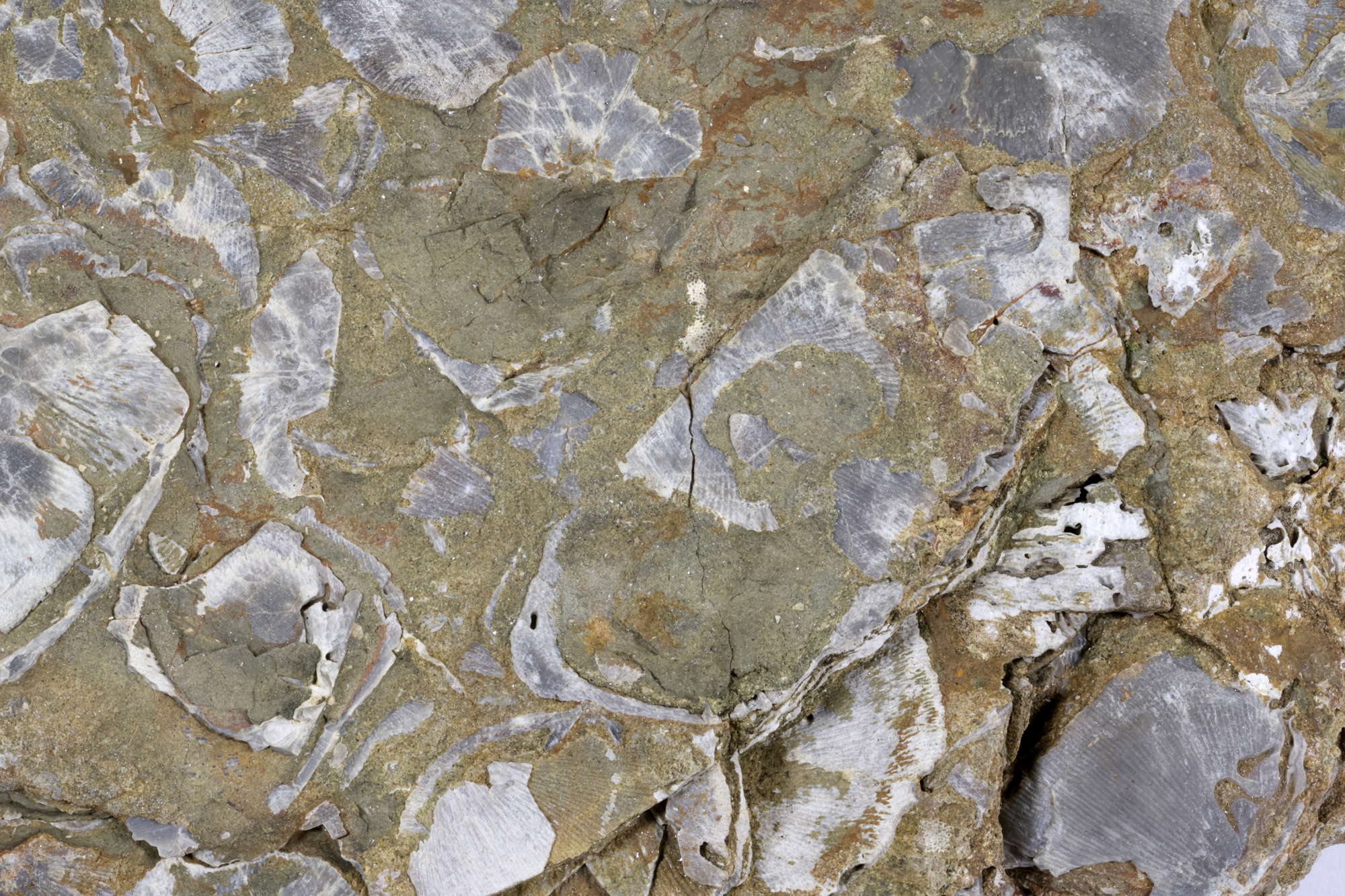 Pélite micacée à coquilles de brachiopodes Pélite micacée à coquilles de brachiopodes Massif armoricain  Hattainville 