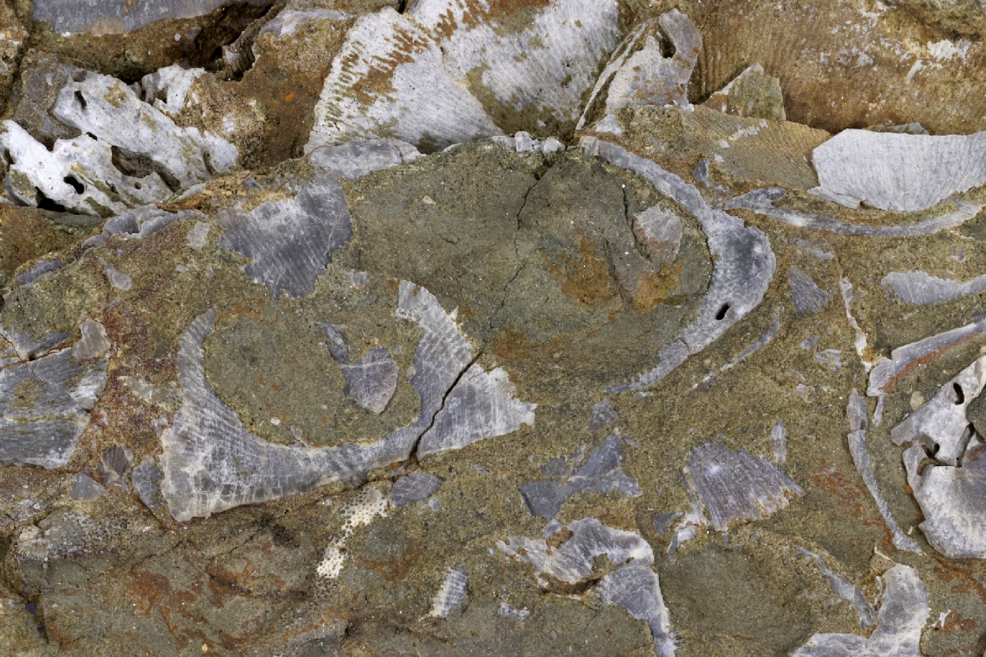 Pélite micacée à coquilles de brachiopodes Pélite micacée à coquilles de brachiopodes Massif armoricain  Hattainville 