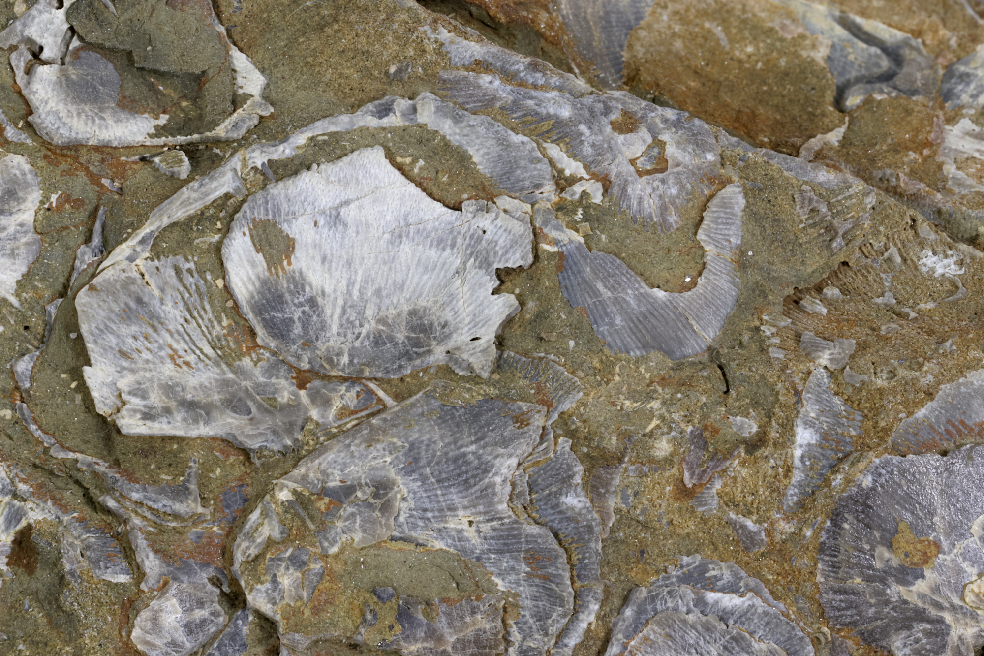 Pélite micacée à coquilles de brachiopodes Pélite micacée à coquilles de brachiopodes Massif armoricain  Hattainville 