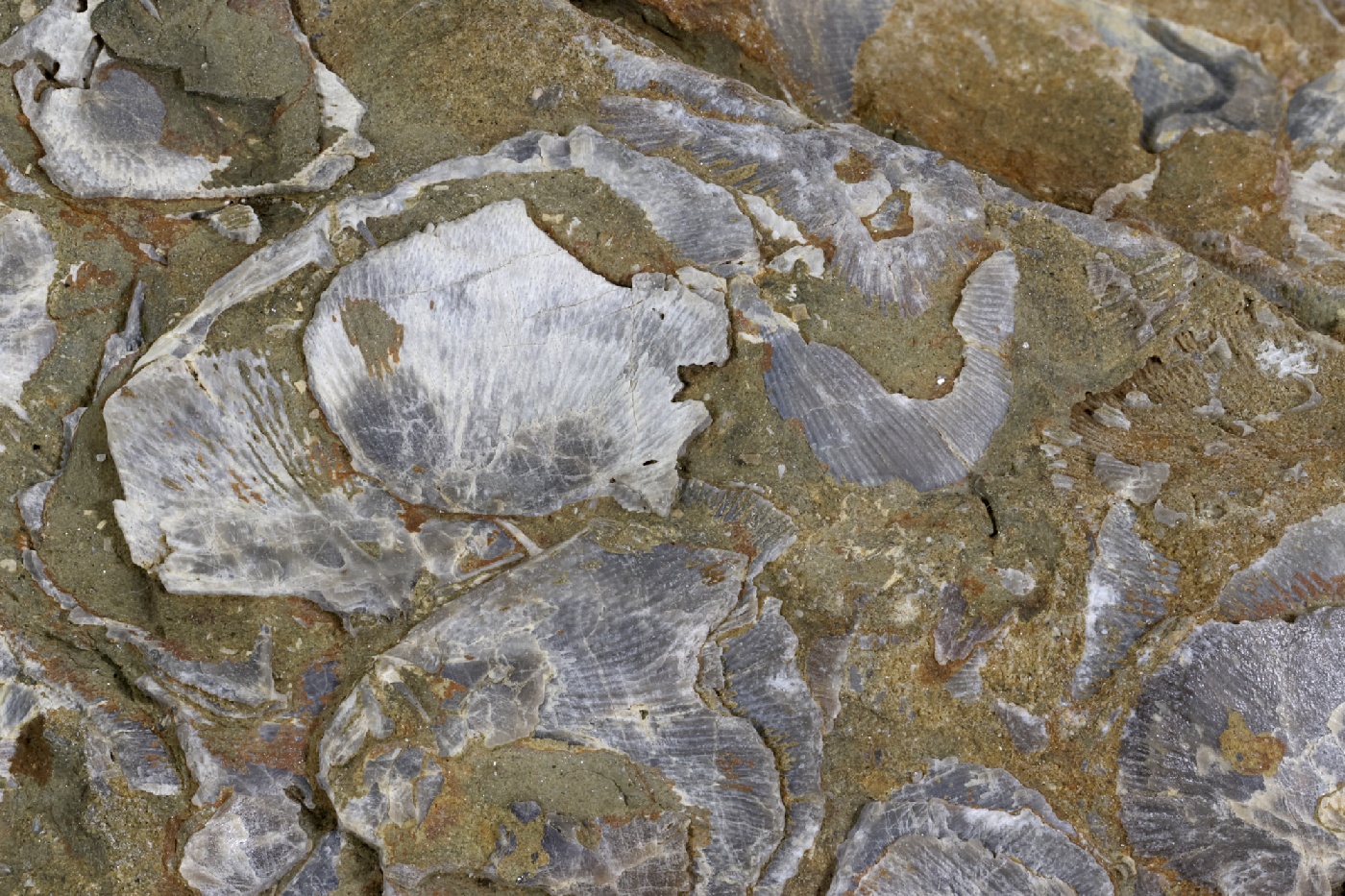 Pélite micacée à coquilles de brachiopodes Pélite micacée à coquilles de brachiopodes Massif armoricain  Hattainville 