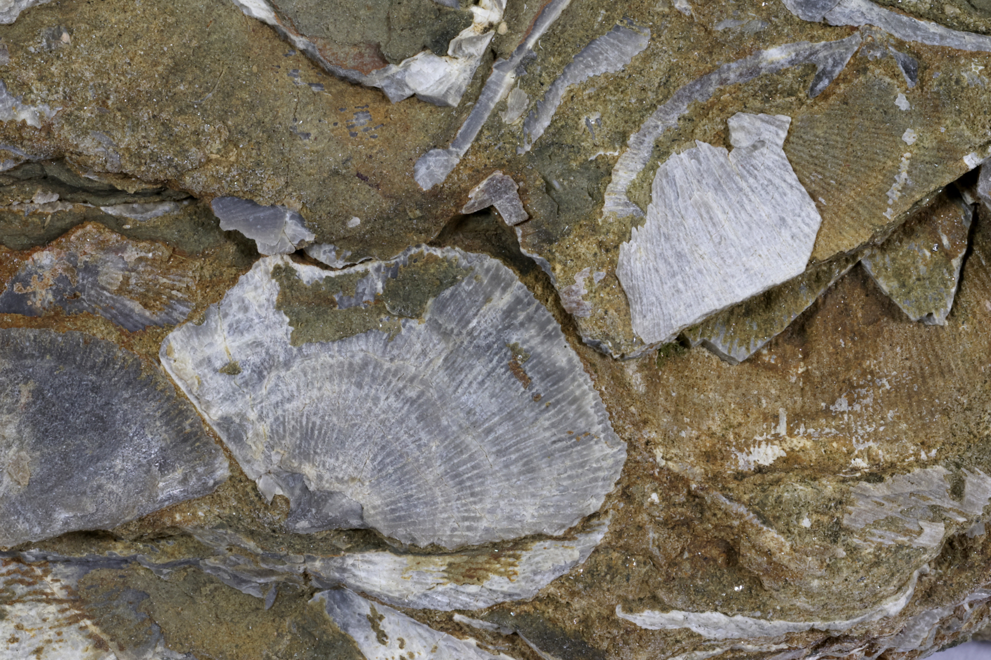 Pélite micacée à coquilles de brachiopodes Pélite micacée à coquilles de brachiopodes Massif armoricain  Hattainville 