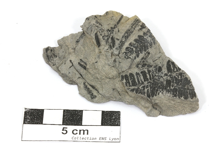 Pecopteris Grès à Pecopteris Massif central Bassin houiller de Decazeville Decazeville 