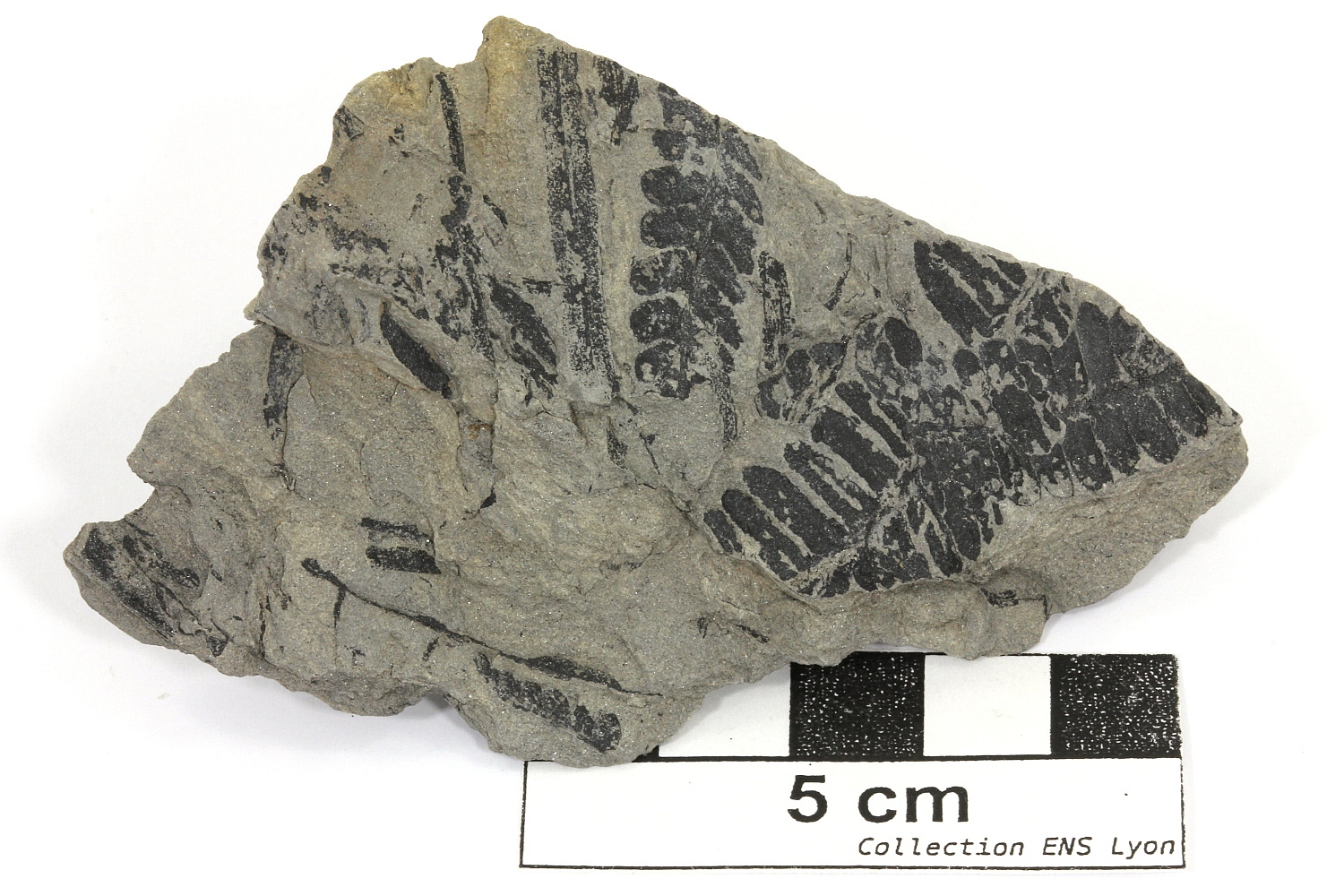 Pecopteris Grès à Pecopteris Massif central Bassin houiller de Decazeville Decazeville 