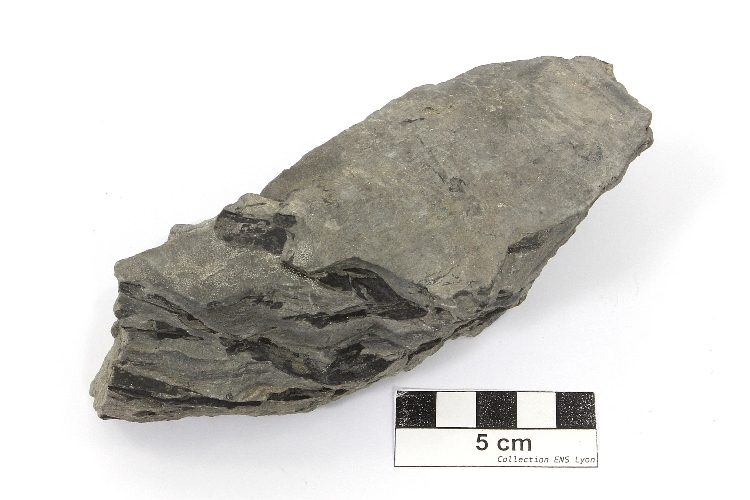 Grès à fossiles de végétaux Grès à racines fossiles Massif central Bassin houiller de Decazeville Decazeville 