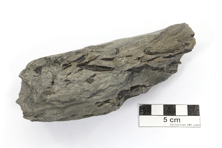 Grès Grès à racines fossiles Massif central Bassin houiller de Decazeville Decazeville 