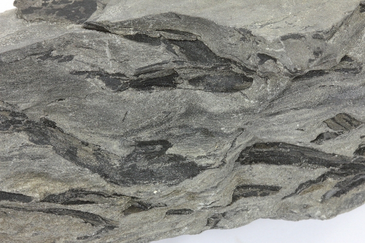 Grès Grès à racines fossiles Massif central Bassin houiller de Decazeville Decazeville 