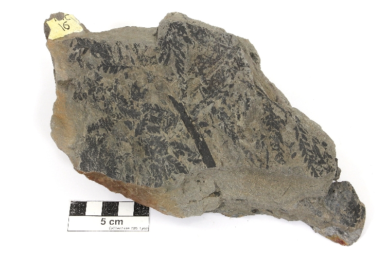 Grès à Pecopteris et Cordaites Grès à Pecopteris et Cordaites Massif central Bassin houiller de Decazeville Decazeville 