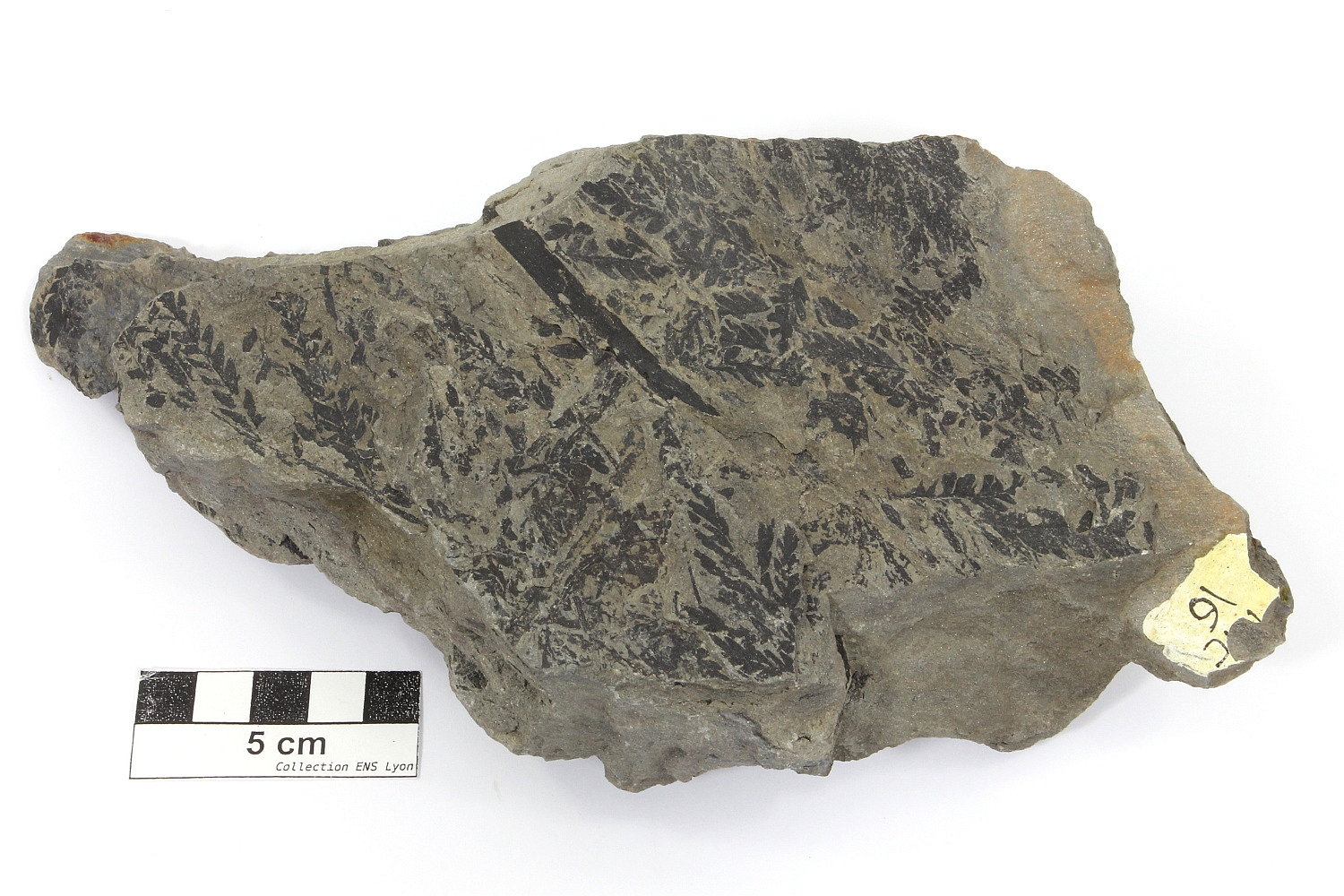 Grès à Pecopteris et Cordaites Grès à Pecopteris et Cordaites Massif central Bassin houiller de Decazeville Decazeville 