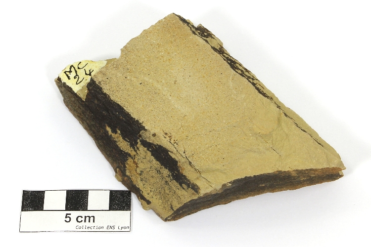 Arénite Arénite Massif central Bassin houiller de Decazeville Decazeville 