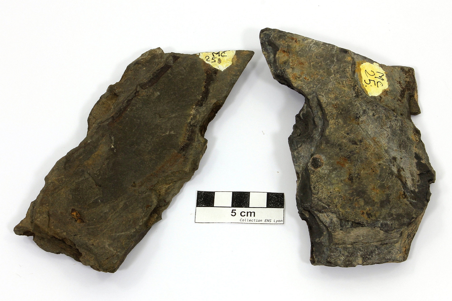 Pélite Pélite Massif central Bassin houiller de Decazeville Auzits 