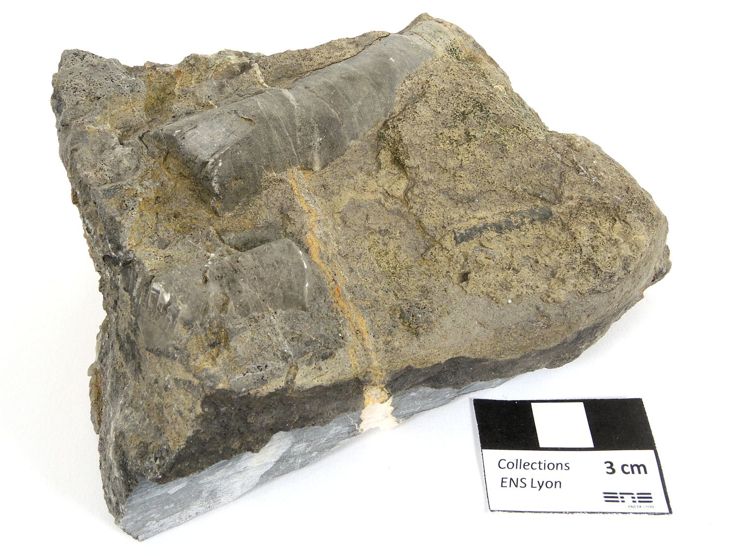 Calcaire à crinoïdes Fragments de tiges de crinoïdes Massif central Forez Régny 