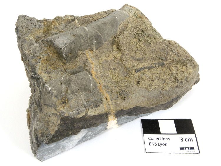 Calcaire à crinoïdes Fragments de tiges de crinoïdes dans un calcaire Massif central Forez Régny