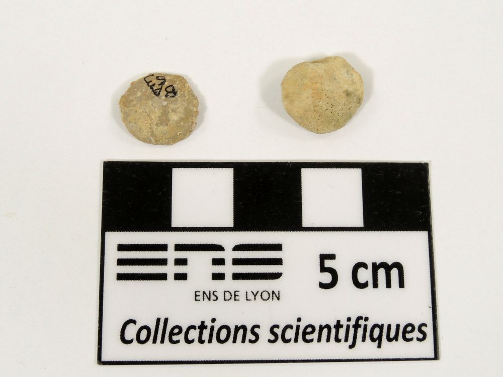 Nummulites Nummulites Bassin aquitain Sainte-Marie-de-Gosse
