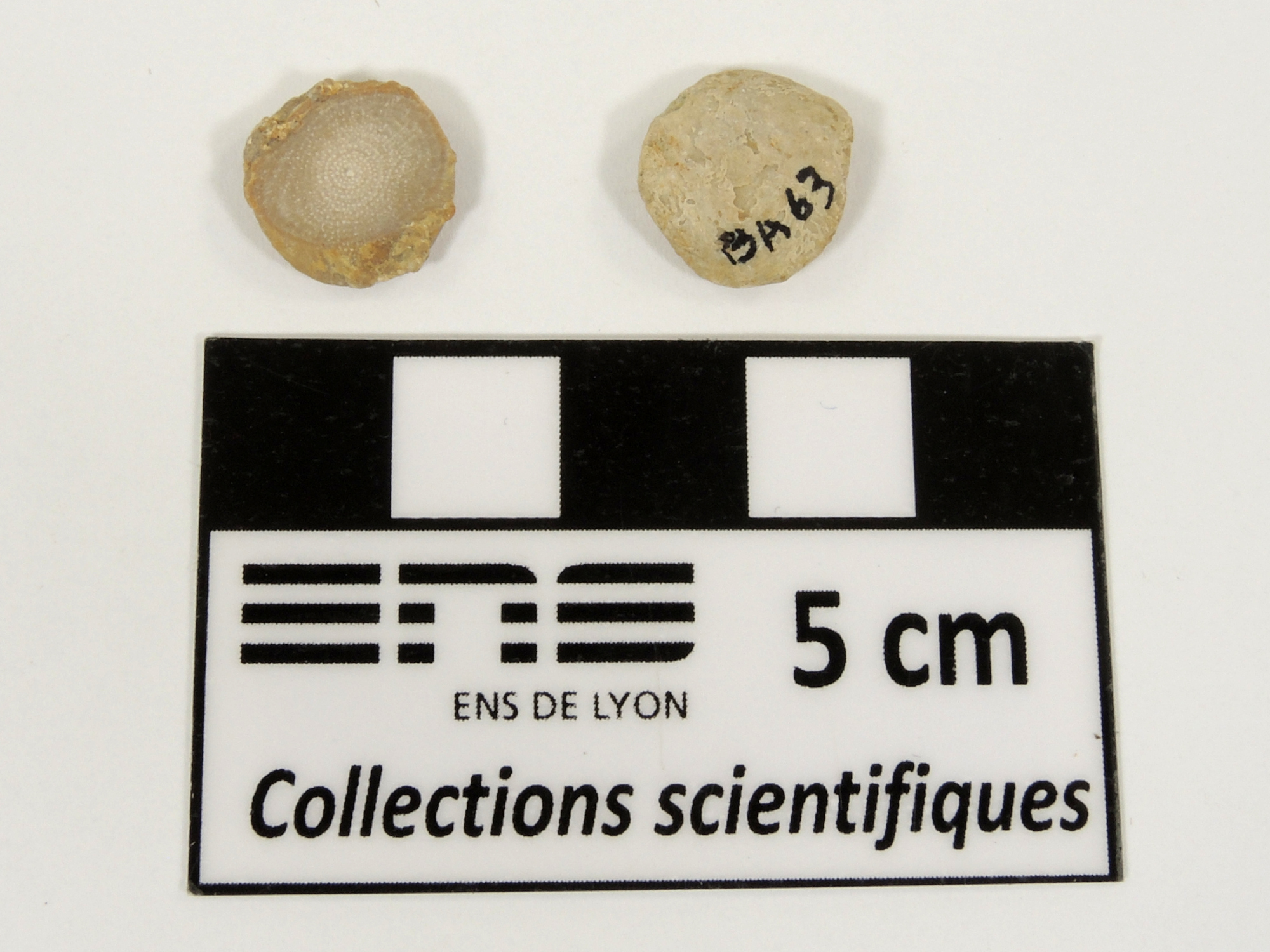 Nummulites Nummulites Bassin aquitain  Sainte-Marie-de-Gosse 