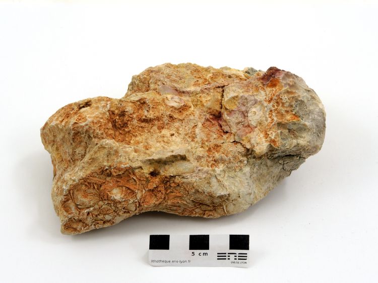 Calcaire à rudistes Calcaire à rudistes Provence  Belcodène 