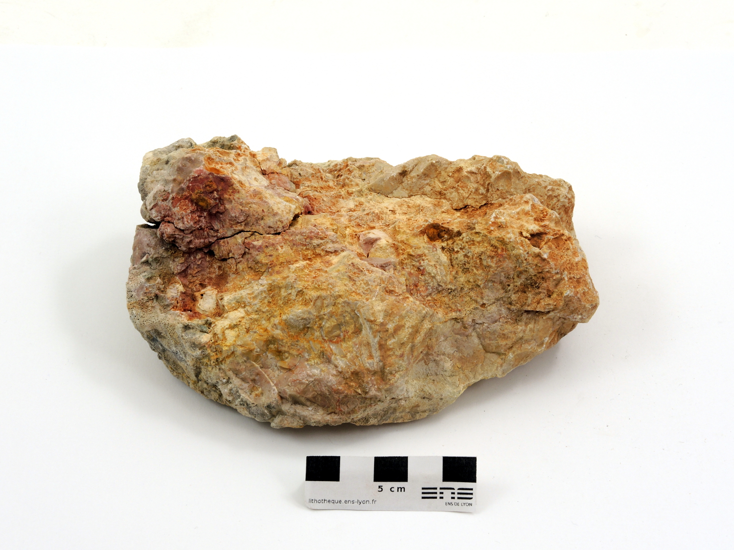 Calcaire à rudistes Calcaire à rudistes Provence  Belcodène 