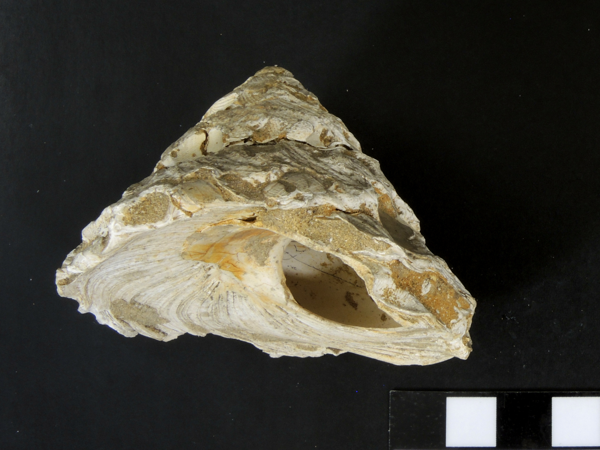 Xenophora Xenophora Bassin aquitain  Léognan 