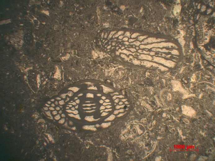  Microscope Calcaire à fusulines Calcaire à Fusulina    