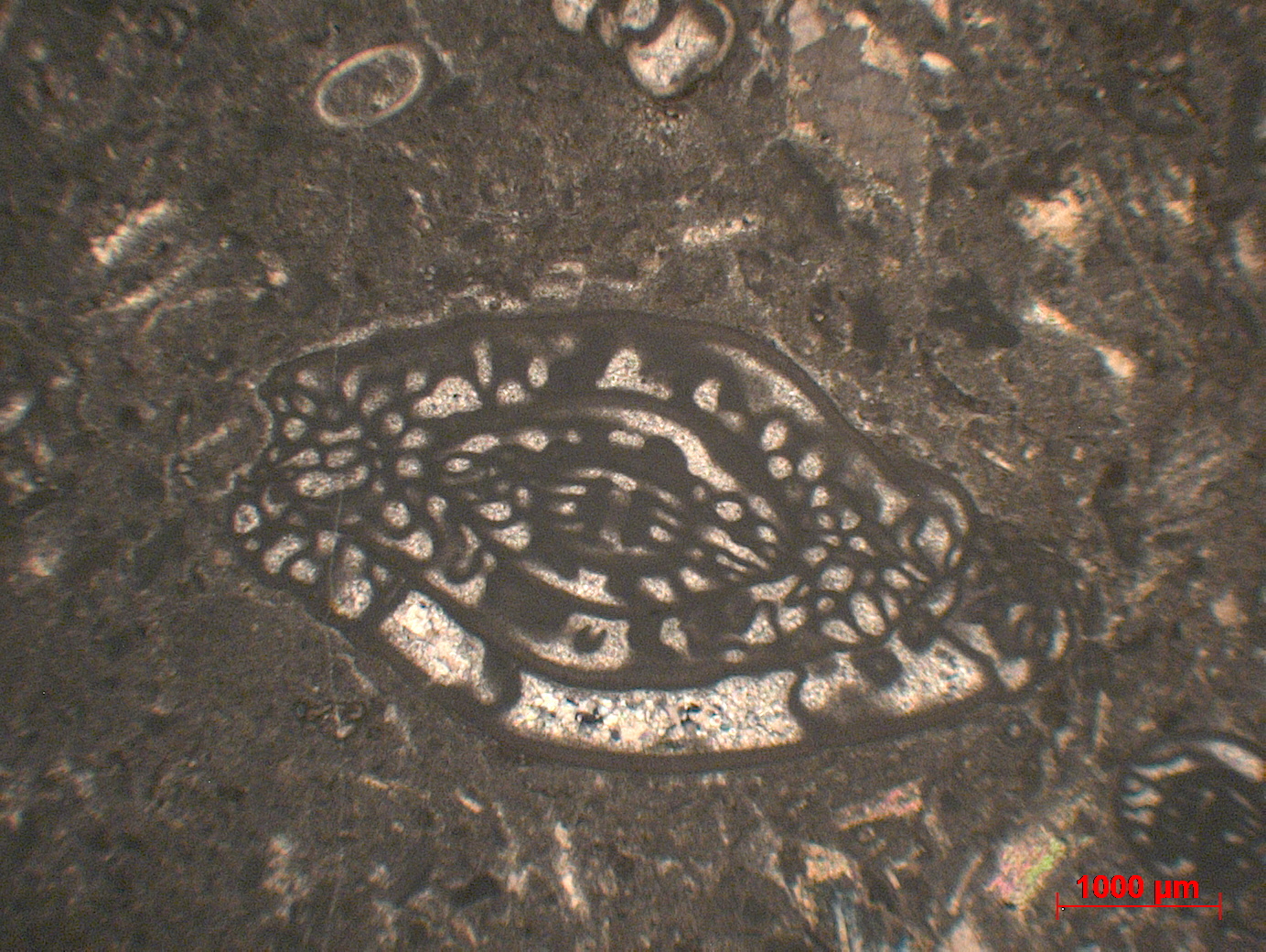 Calcaire à fusulines Calcaire à Fusilinida et Spireitlina    