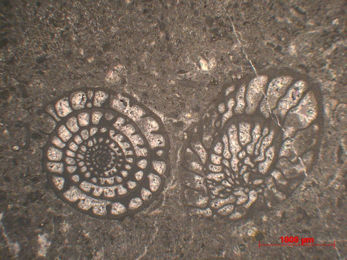  Microscope Calcaire à fusulines Calcaire à Fusulina    