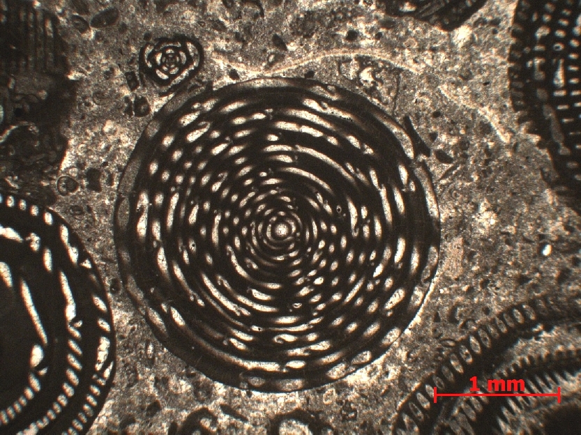  Microscope Calcaire à foraminifères Calcaire à alvéolines et opertorbitolites   Minerve Proximité de Minerve