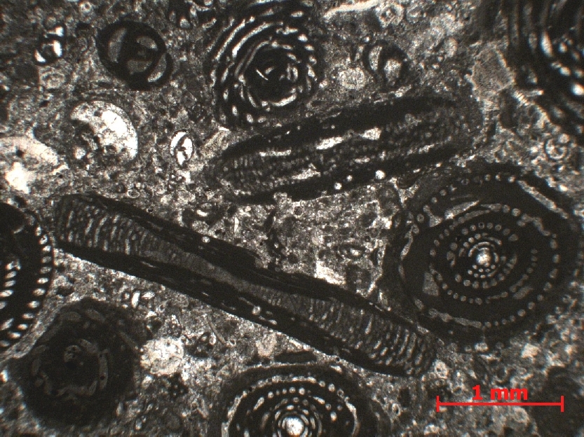  Microscope Calcaire à foraminifères Calcaire à alvéolines et opertorbitolites   Minerve Proximité de Minerve