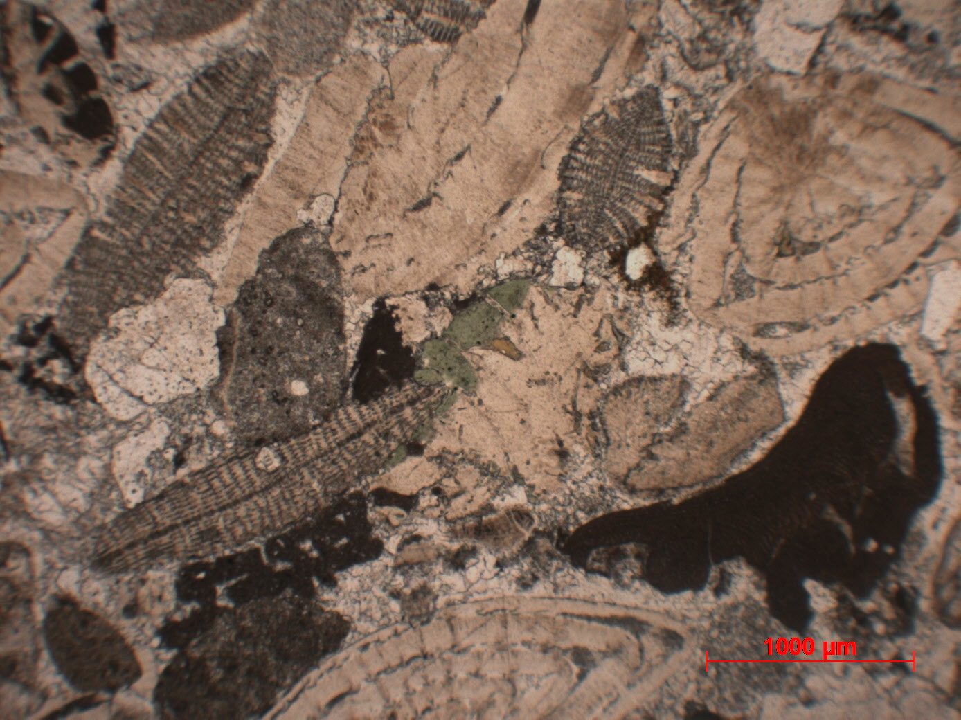 Calcaire gréseux à Nummulites et Discocyclina Molasse à foraminifères Alpes  Le Grand Bornand 