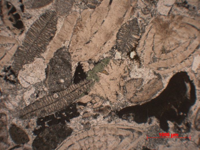  Microscope Calcaire gréseux à Nummulites et Dyscocyclina Molasse à foraminifères Alpes  Le Grand Bornand 