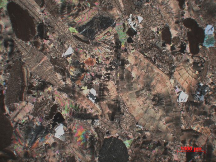  Microscope Calcaire gréseux à Nummulites et Dyscocyclina Molasse à foraminifères Alpes  Le Grand Bornand 