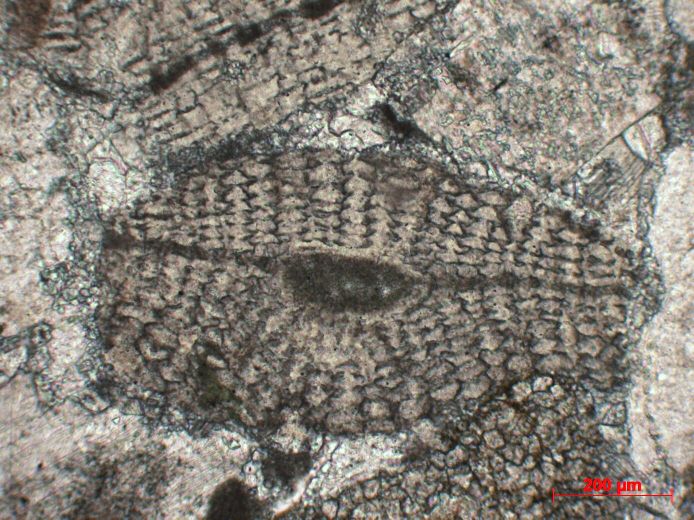  Microscope Grès calcaire à orbitoïdes et nummulites Grès calcaire à orbitoïdes et nummulites Alpes Massif des Bornes  