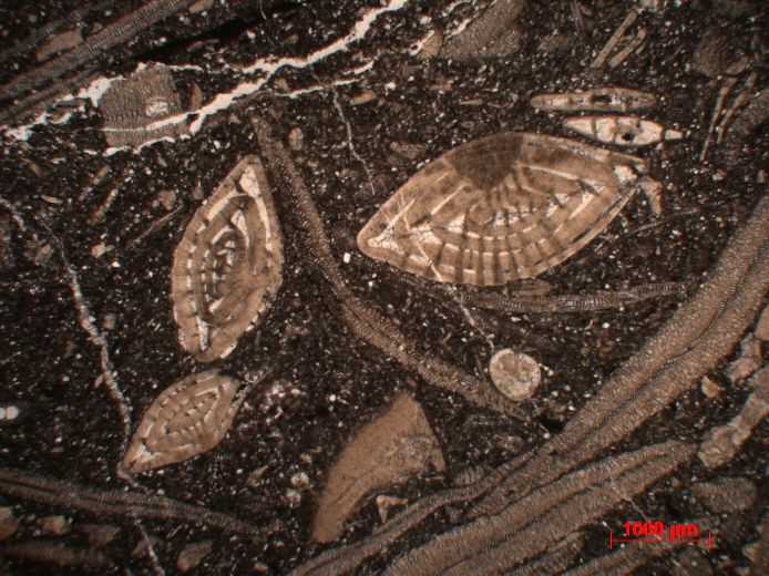  Microscope Calcaire gréseux à Discocyclina et Nummulites Calcaire gréseux à Discocyclina et Nummulites Alpes Massif des Bornes  