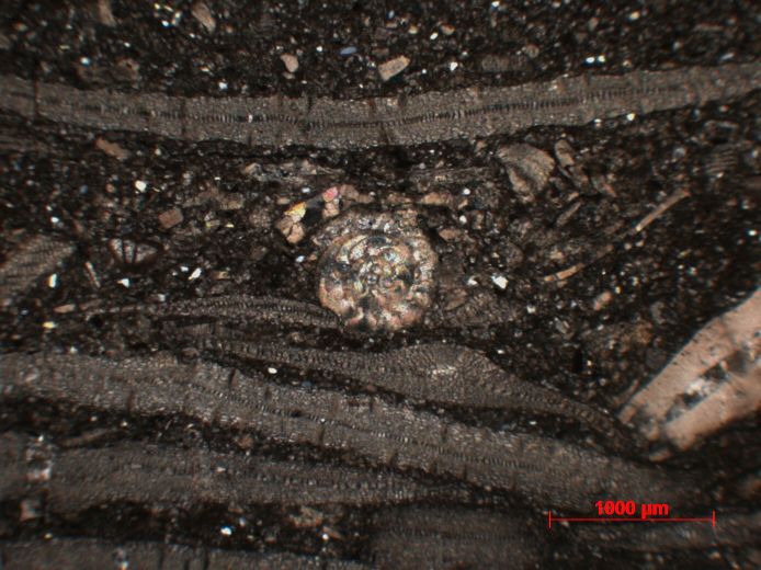  Microscope Calcaire gréseux à Discocyclina et Nummulites Calcaire gréseux à Discocyclina et Nummulites Alpes Massif des Bornes  