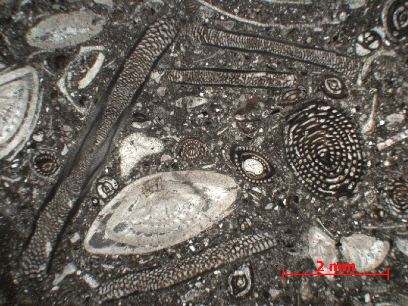  Microscope Calcaire à foraminifères Calcaire à alvéolines, nummulites, opertorbitolites, et milioles Massif des Corbières  Coustouge Proximité de Coustouge