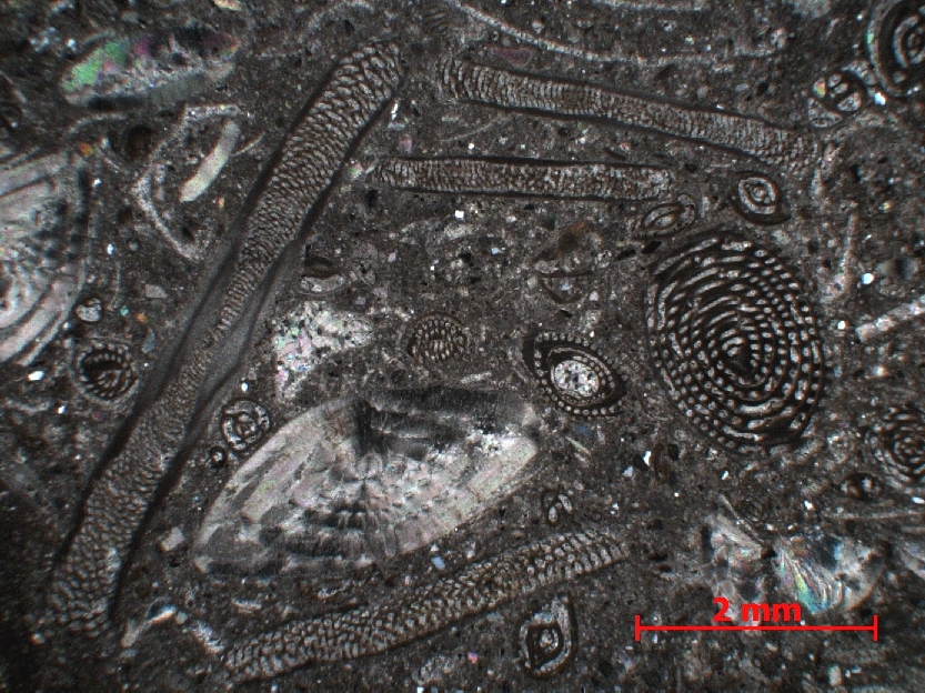  Microscope Calcaire à foraminifères  Calcaire à alvéolines, nummulites, opertorbitolites, et milioles Massif des Corbières  Coustouge Proximité de Coustouge