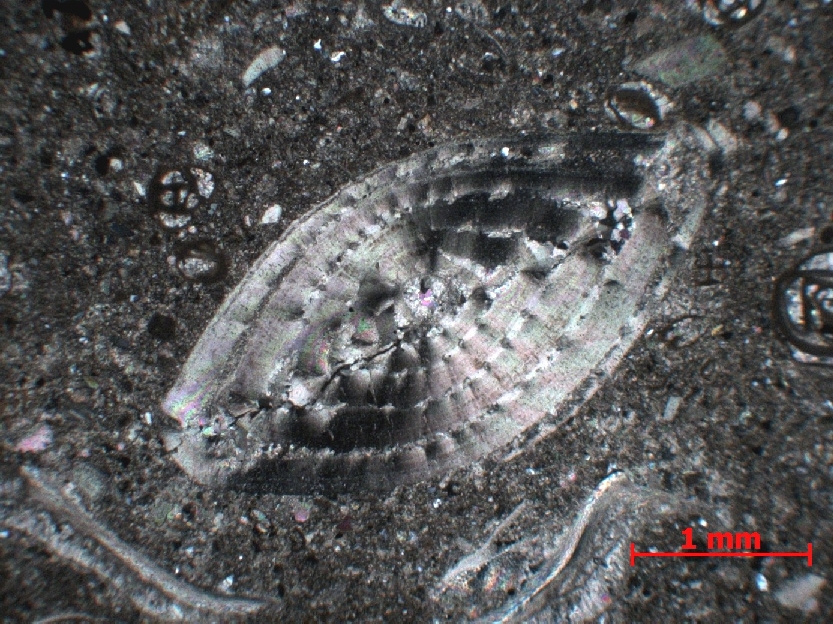  Microscope Calcaire à foraminifères  Calcaire à alvéolines, nummulites, opertorbitolites, et milioles Massif des Corbières  Coustouge Proximité de Coustouge