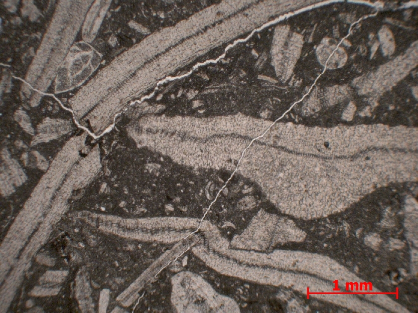  Microscope Calcaire à discocyclines Calcaire à Discocyclina Alpes Massif des Fiz Flaine Désert de Platé