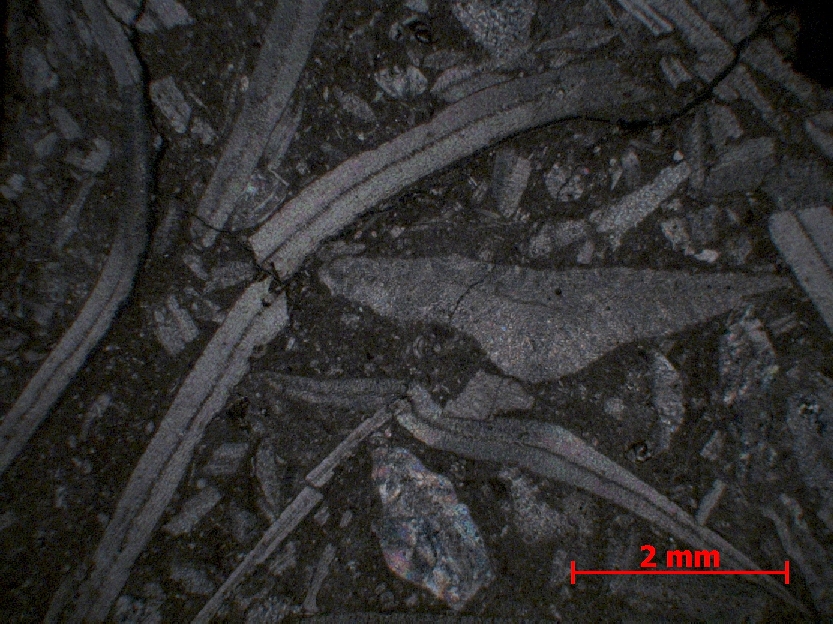  Microscope Calcaire à discocyclines Calcaire à Discocyclina Alpes Massif des Fiz Flaine Désert de Platé