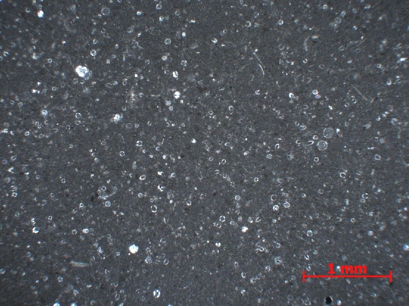  Microscope Micrite à calpionelles Micrite à calpionelles Alpes Mont Saint-Eynard Le Sappey en Chartreuse Proximité du Fort du Saint-Eynard